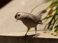 Gray Catbird