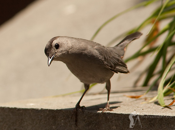 Gray Catbird