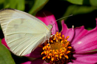 Flowers, Butterflies, & Such