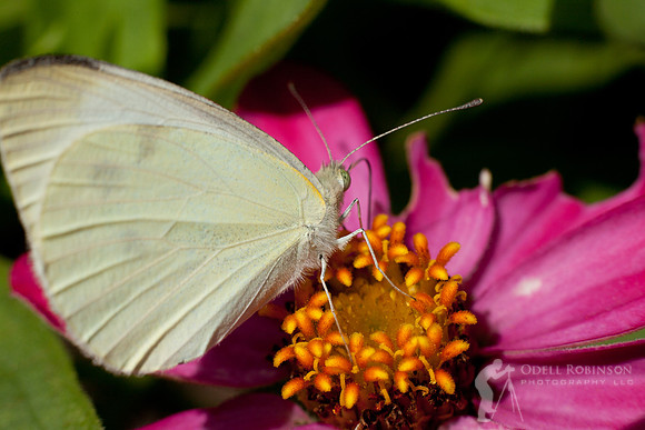 Cabbage White Butterfly