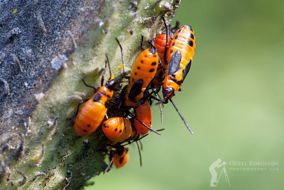 Juvenile Milkweed Bugs