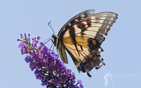 Eastern Tiger Swallowtail