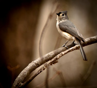titmouse