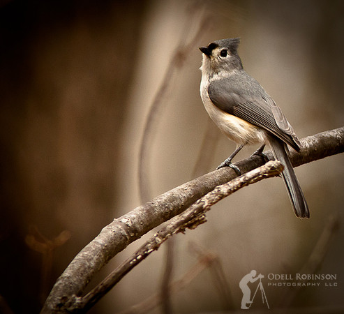 titmouse