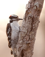 Downy Woodpecker
