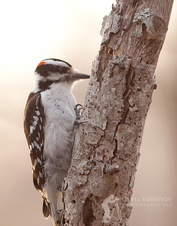 Downy Woodpecker