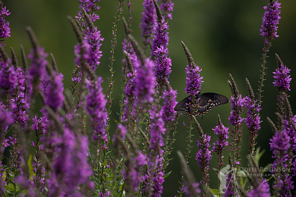 Lost In Lavender