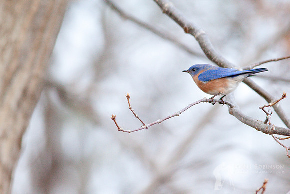 Eastern Bluebird