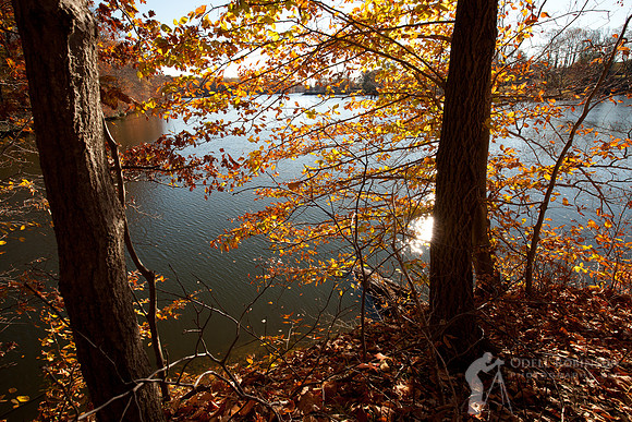 Thompson Park-7