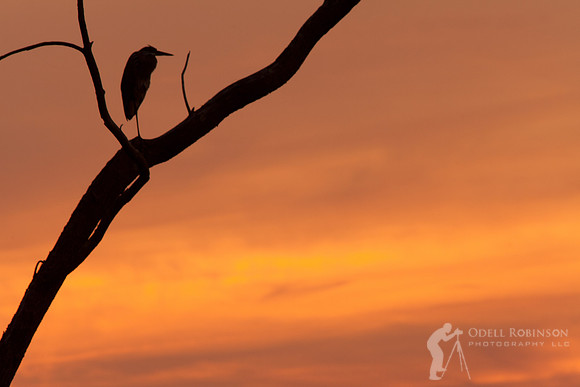 Great Blue Heron At Sunset