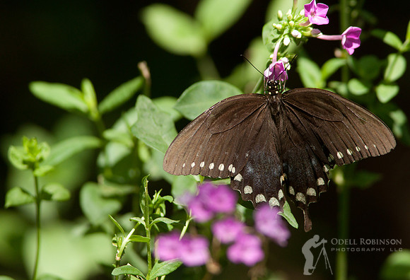 Spicebush Swallowtail