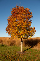 Thompson Park-3