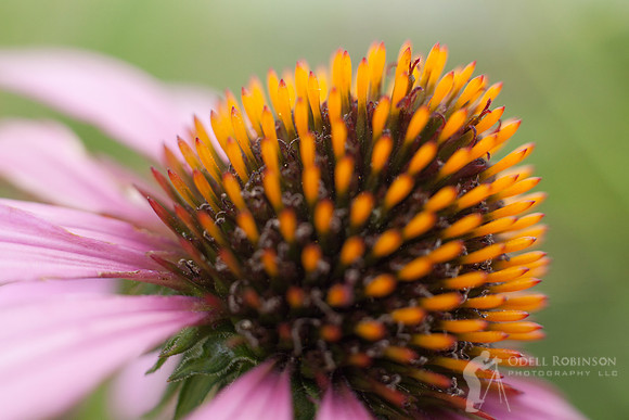Purple Coneflower