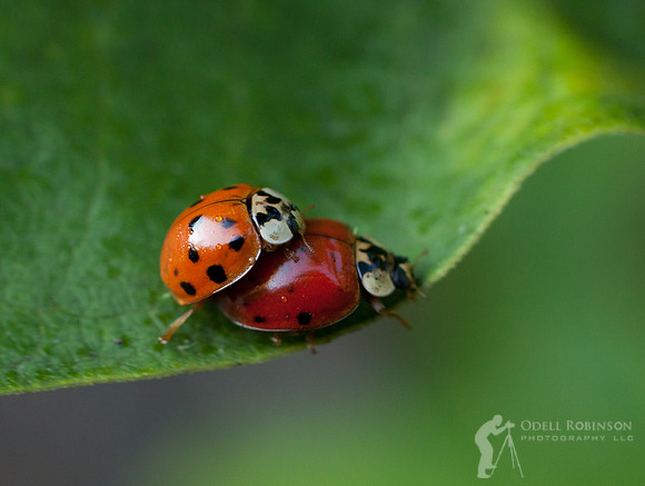 Lovebugs