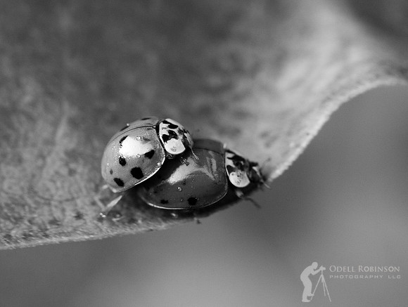 Lovebugs (B&W)