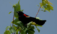 Red-winged Blackbird