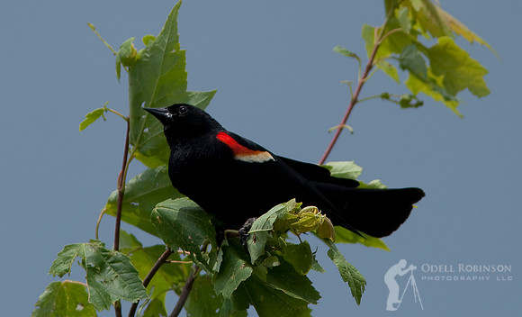 Red-winged Blackbird
