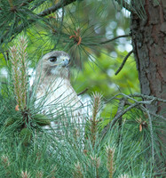 Red-tailed Hawk