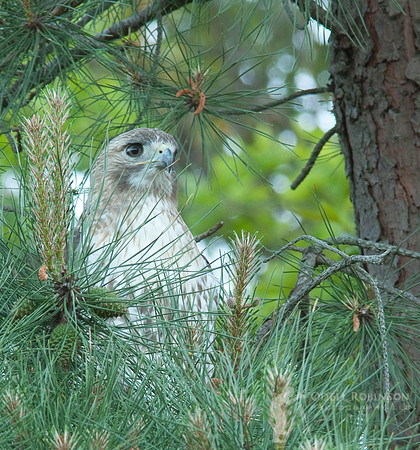 Red-tailed Hawk