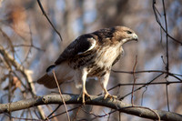 Red-tailed Hawk