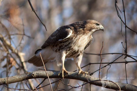 Red-tailed Hawk