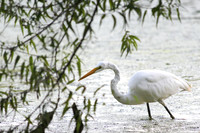 Great Egret