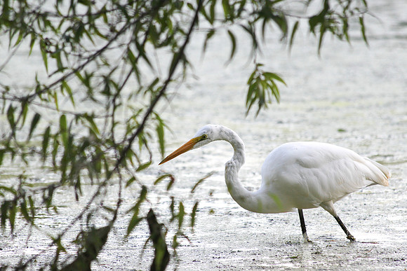 Great Egret