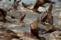 Double-crested Cormorants