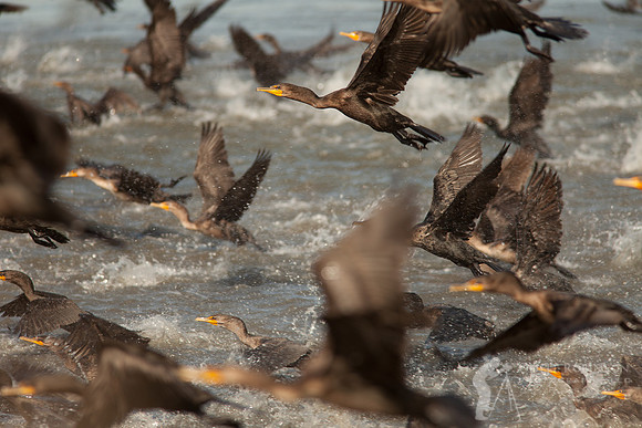 Double-crested Cormorants