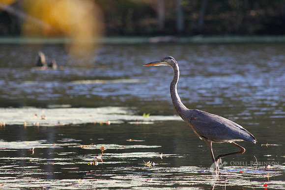 Great Blue Heron
