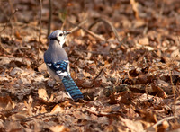 Blue Jay