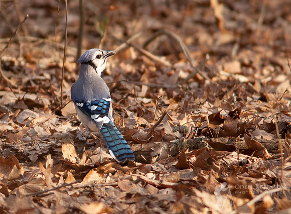 Blue Jay