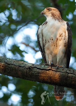 Red-tailed Hawk
